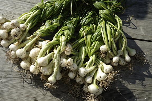 knoflook oogst uit de moestuin 
