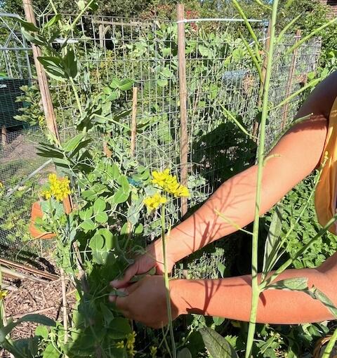 Moestuin