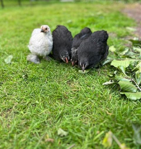 Kippen op een grasveld
