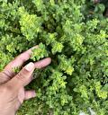 Oregano