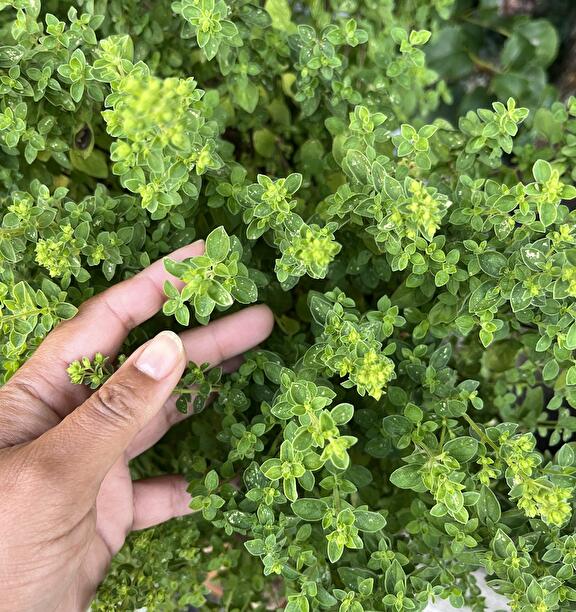 Oregano