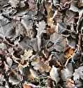 Bladcompost
