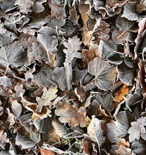 Bladcompost